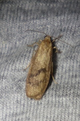 Lambula obliquilinea