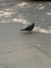 Columba livia domestica