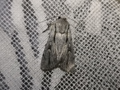 Dichagyris candelisequa