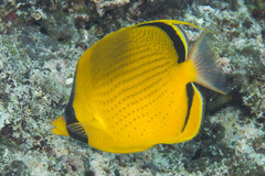 Chaetodon semeion