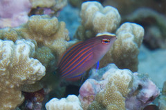 Pseudocheilinus hexataenia