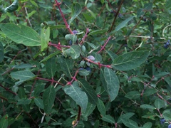 Lonicera stenantha
