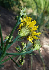 Hieracium umbellatum