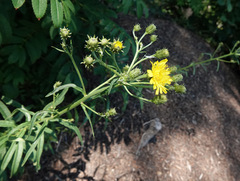 Hieracium umbellatum