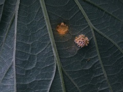 Puccinia dioicae