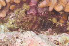 Cephalopholis urodeta