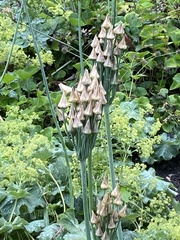 Allium