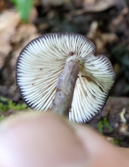 Entoloma violaceum