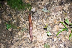 Limax dacampi