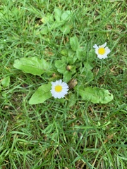 Bellis perennis