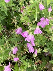 Geranium