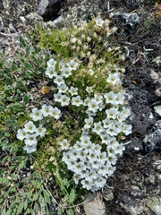 Pseudocherleria macrocarpa