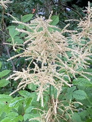 Aruncus dioicus