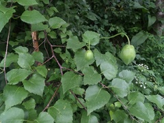 Codonopsis clematidea