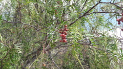 Schinus molle