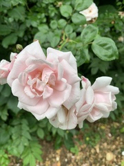 Rosa