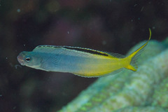 Bicolour Fangblenny photo 1