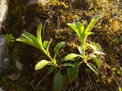 Veronica porphyriana