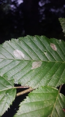 Phyllonorycter esperella