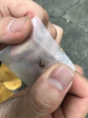 Amblyomma testudinarium