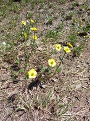 Ranunculus sulphureus