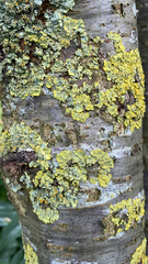 Xanthoria parietina