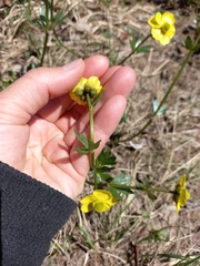 Ranunculus sulphureus