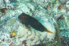 Cirripectes stigmaticus