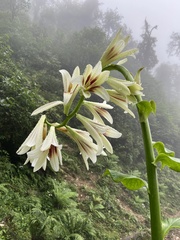 Cardiocrinum giganteum