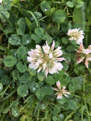 Trifolium repens