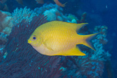 Amblyglyphidodon aureus