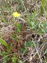 Potentilla gelida