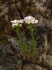 Stevenia incarnata