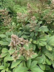 Rodgersia aesculifolia