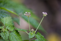 Nanocnide japonica