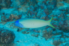 Hoplolatilus starcki
