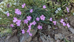 Dianthus pungens brachyanthus