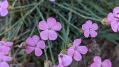Dianthus pungens brachyanthus