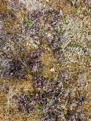 Masonhalea richardsonii