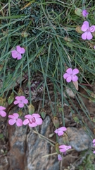 Dianthus pungens brachyanthus