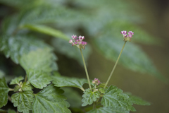 Nanocnide japonica