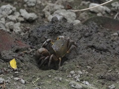 Chasmagnathus convexus