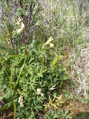 Aconitum umbrosum