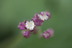 Nanocnide japonica