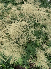 Aruncus dioicus