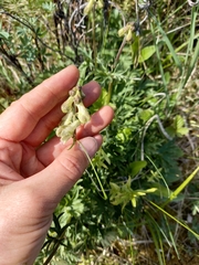 Aconitum umbrosum
