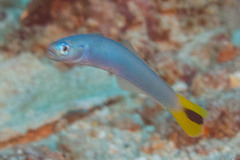 Ptereleotris heteroptera