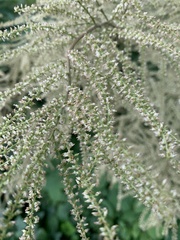 Aruncus dioicus