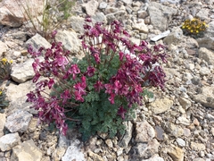 Dicentra peregrina