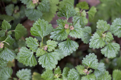 Nanocnide japonica
